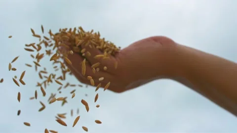 Crops Stock Footage 238688869