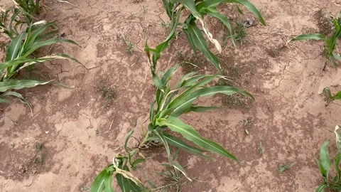 Crops on the Ground Pan Stock Footage 243869975