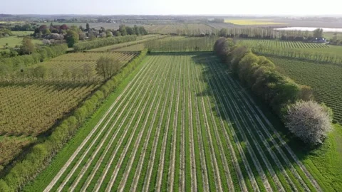 Crops growing in Farm from a drone Stock Footage 248449067