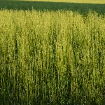 Crops growing on the field Stock Photos