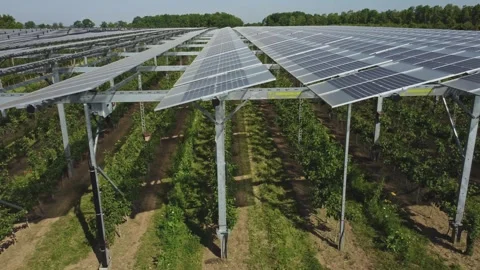 Crops Growing Under The Solar Panel - Agrivoltaics System - aerial Видео 244855818