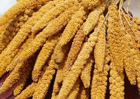 The crops of millet Stock Photos