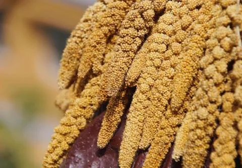 The crops of millet Stock Photos