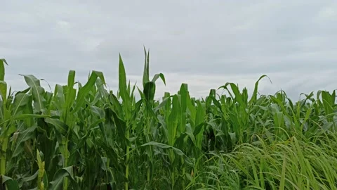 Crops moving in the breeze Stock Footage 141711691