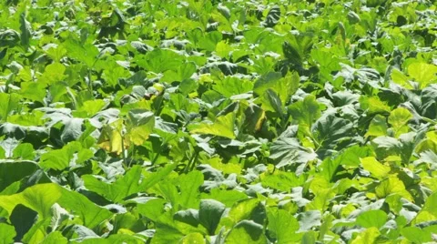 CROPS MOVING IN THE WIND Stock Footage 56402092