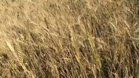 Crops moving by winds Stock Footage 130812492