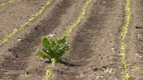 Crops of new corn with weeds Stock Footage 39674796