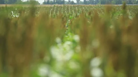 Crops rack focus Stock-Footage 8914120