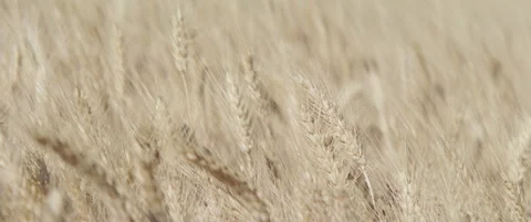 Crops of ripe wheat field anamorphic 5.7K video Stock Footage 315488284