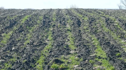 Crops in rows Stock Footage 88052679