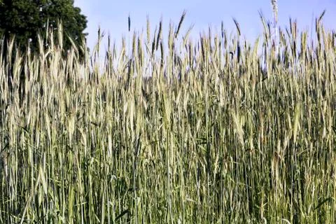 Crops of rye on the field closeup. Stock Photos