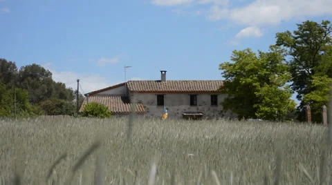 Crops Slowly Move Side To Side Stock Footage 53356190