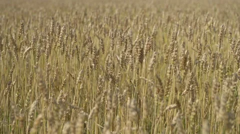 Crops in the Sun Stock Footage 60647410