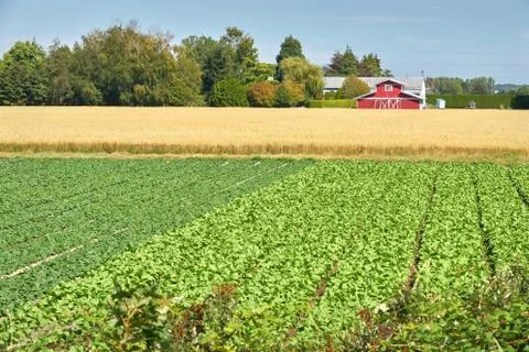 Crops in the Sun Fotos Stock