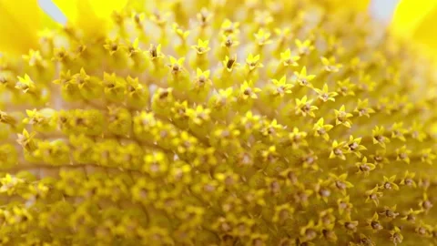 Crops  sunflower Video stock 172083424