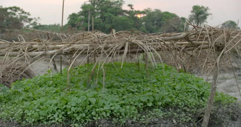 Crops at sunset, Sierra Leone Stock-Footage 141430614