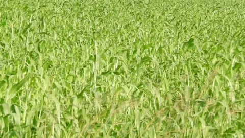 Crops swaying in field 스톡 동영상 248533299