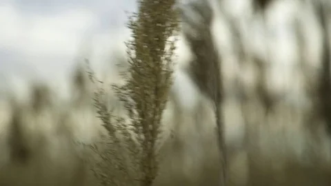 Crops swaying in the wind Stock Footage 72506468