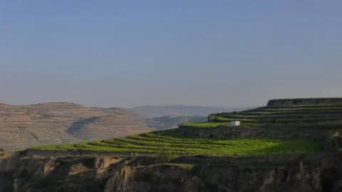 Crops in the terraces Stock Photos