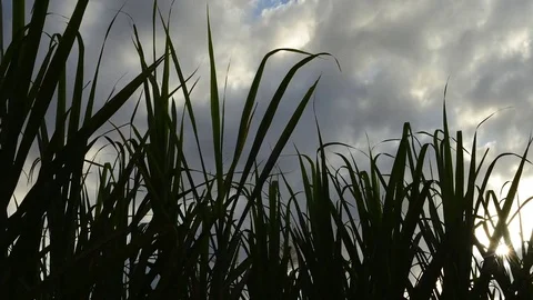 Crops timelapse Stock Footage 78931336