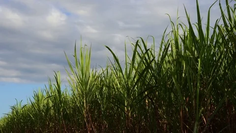 Crops Timelapse Stock Footage 78933530