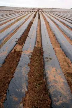Crops under plastic Stock Photos