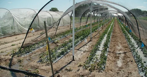Crops under sun shade tarp at agricultural research test farm Stock Footage 120959853