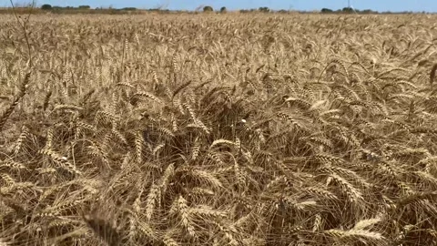 Crops in the wheat field and the wind hitting the crops Stock Footage 246350927