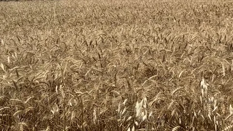 Crops in the wheat field and the wind hitting the crops Stock Footage 246351031