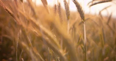 Crops of wheat ready for harvest at sunset Stock Footage