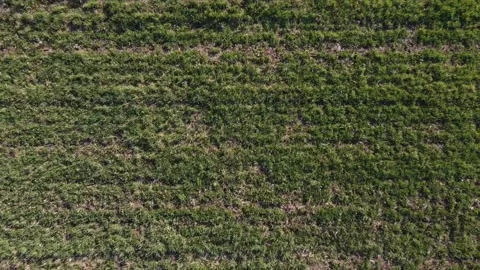 Crops zoom out Vídeos de archivo 154541028