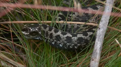 Cross adder Stock Footage 12299693