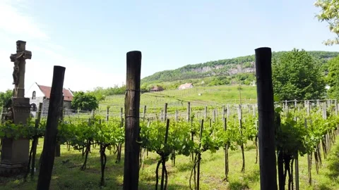 Cross at beautiful rows of young green vineyards in Badacsony at Lake Balaton Stock Footage 155068363
