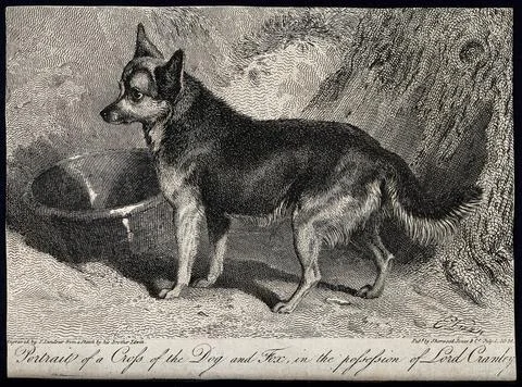 A cross between a dog and a fox standing next to a water bowl and a tree. E.. Stock Illustration