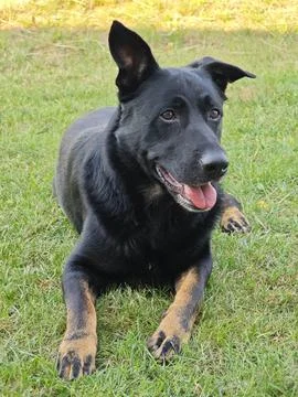 A cross between a German shepherd and a Staffordshire terrier lies in the garden 스톡 사진