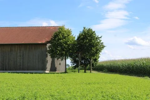 Cross between three trees. Stock Photos