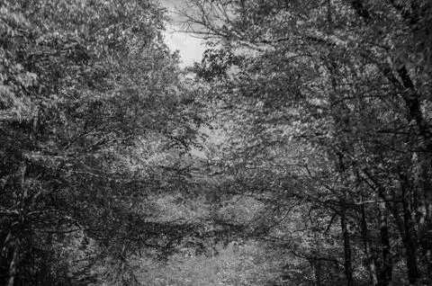 Cross Branches Stock Photos