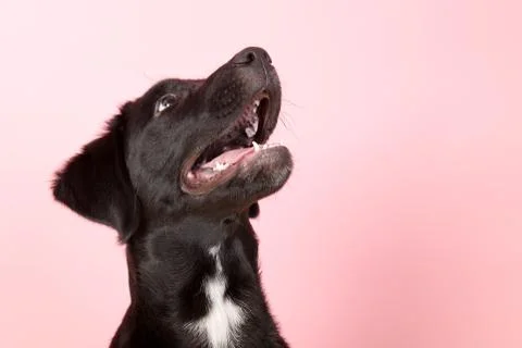 Cross breed dog looking up Foto stock