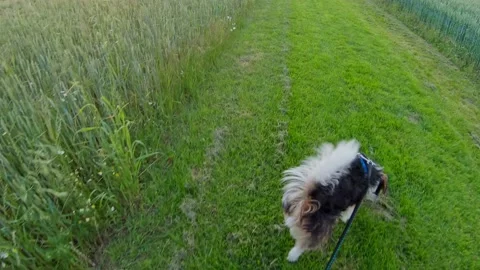 Cross breed small dog walking on a leash on the grass between barley grain Stock Footage 150154946