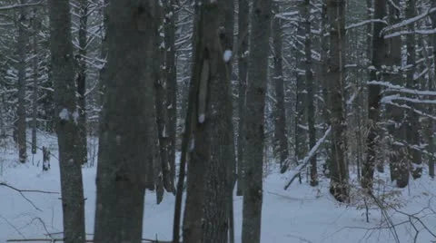 Cross-Country Ski through trees. Punch in from previous (Dolly Shot) 스톡 동영상 22110277