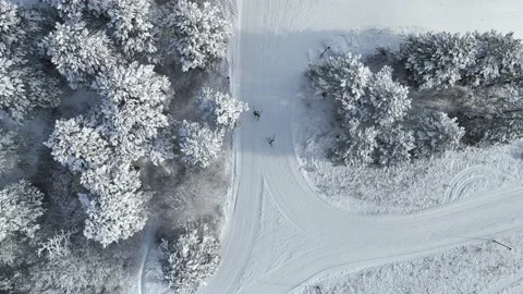 Cross Country Ski Through Trees 2 Stockbeeldmateriaal 231147532