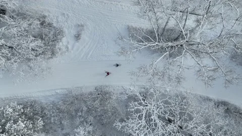 Cross Country Ski Through Trees 1 Stockbeeldmateriaal 231147546