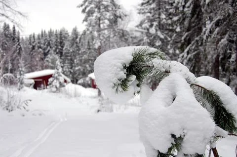 Cross country skiing Stock Photos