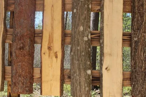 Cross-cut pine tree, poplar, ash Photos