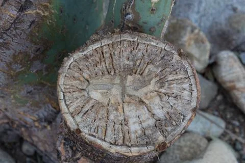 Cross cut section of a cactus Stock Photos