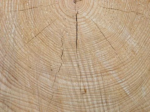 Cross cut of the Spruce trunk with tree-rings Stock Photos