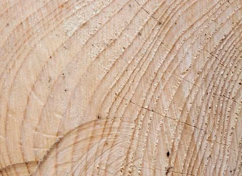 Cross cut of the Spruce trunk with tree-rings Stock Photos