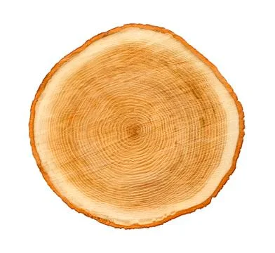 Cross cut tree trunk with rings and textured surface 스톡 사진