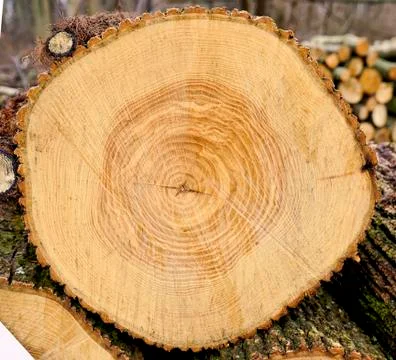 Cross cut tree trunk with rings and textured surface 스톡 사진