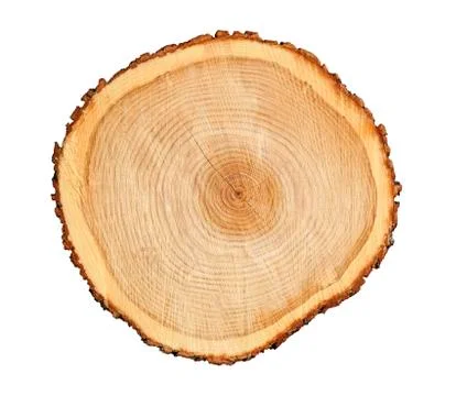 Cross cut tree trunk with rings and textured surface 스톡 사진